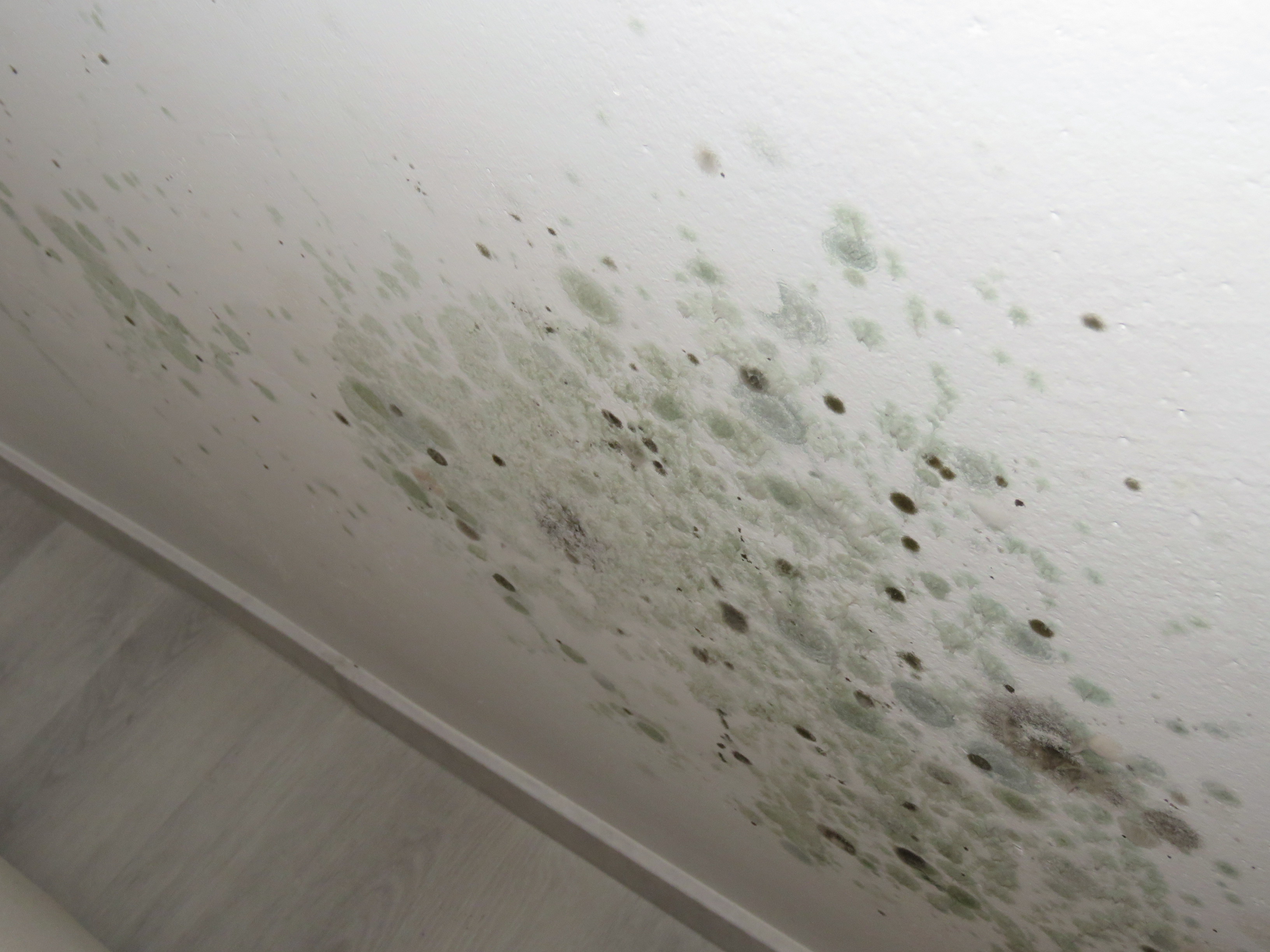 Schimmelbefall Bild 3