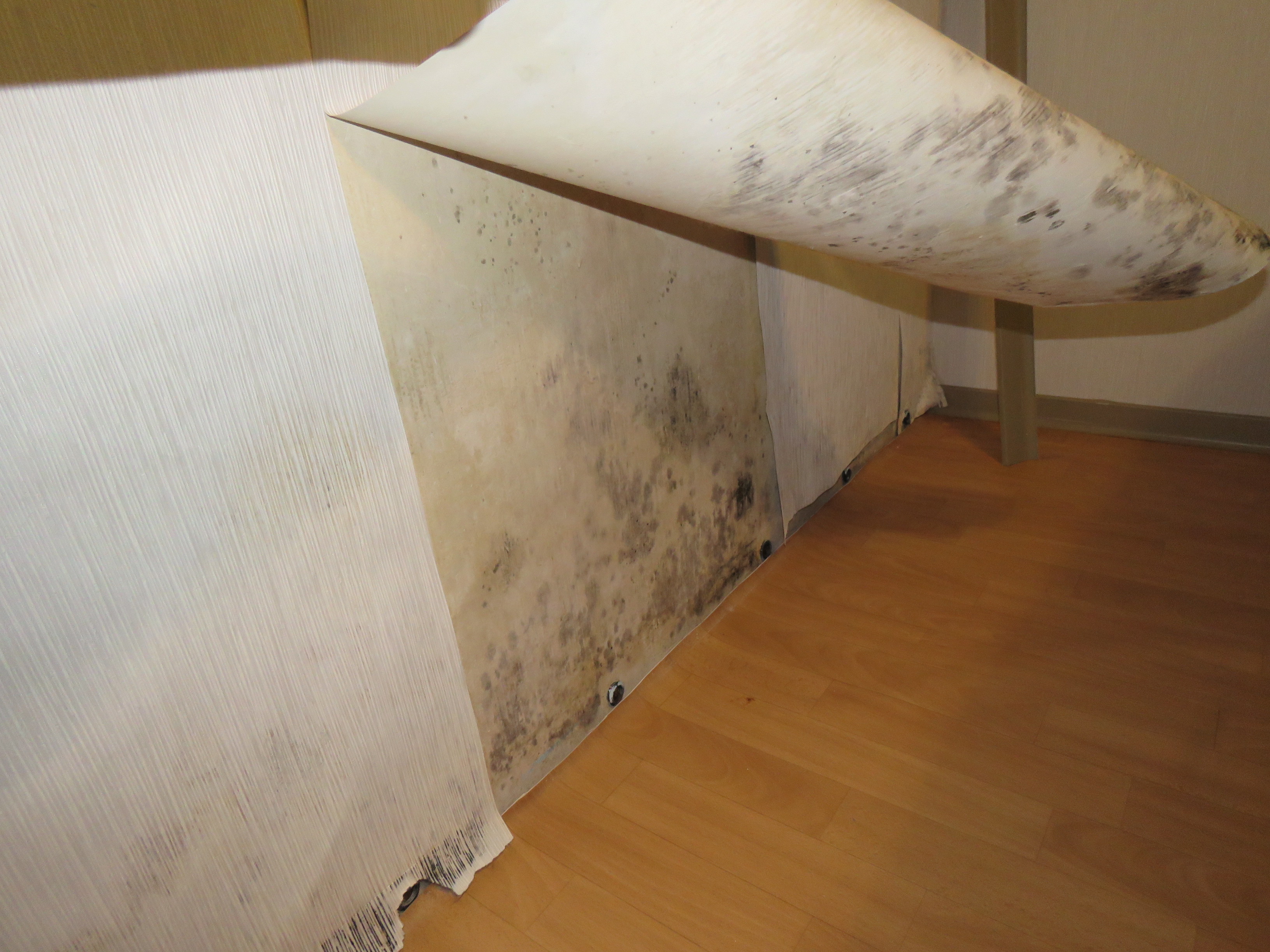 Schimmelbefall Bild 4