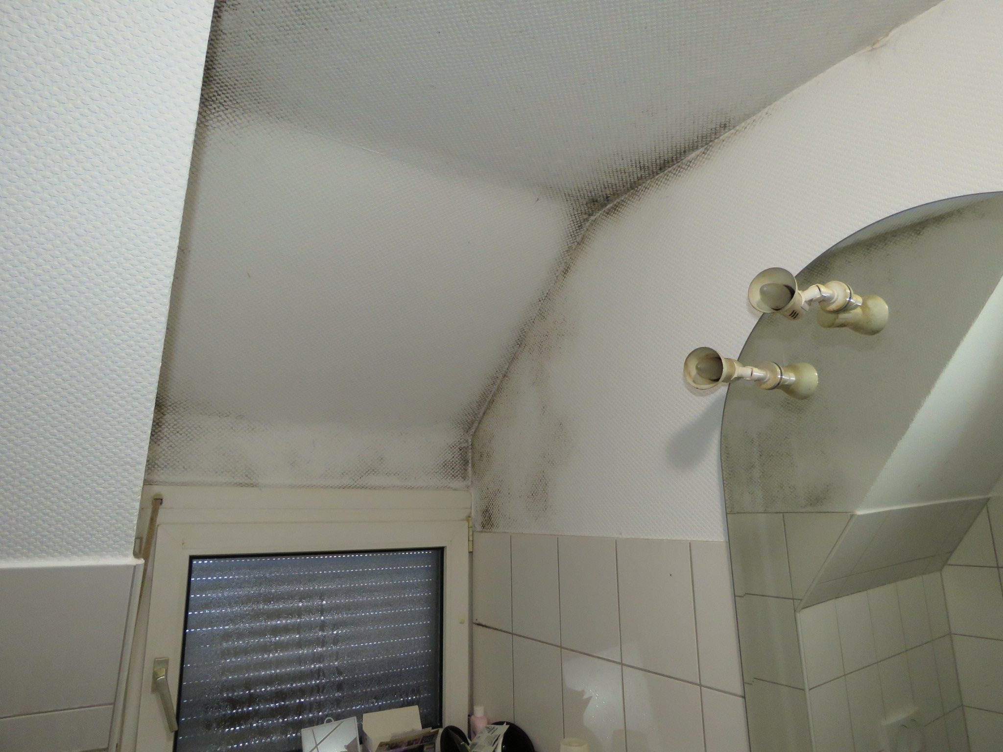 Schimmelbefall Bild 7